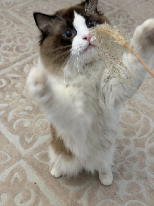 Шикарный мальчик породы Рэкдолл