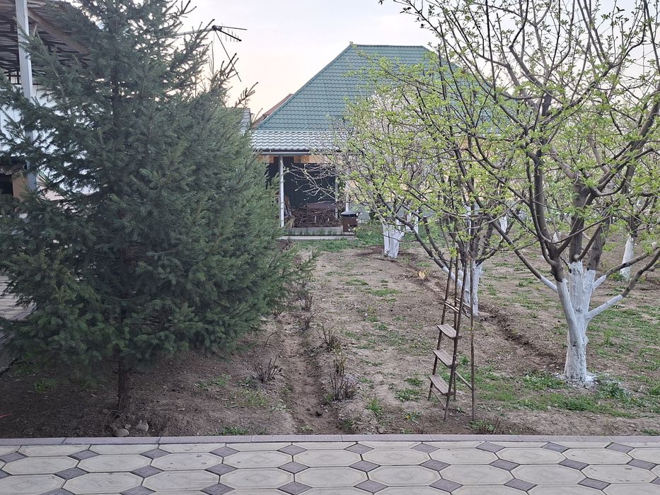 Продам елки голубые и зелёные.