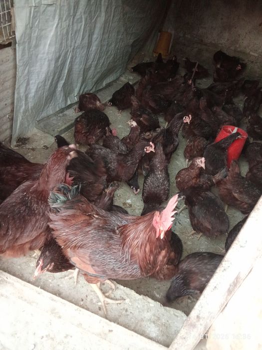 Кихан товуклари малотка