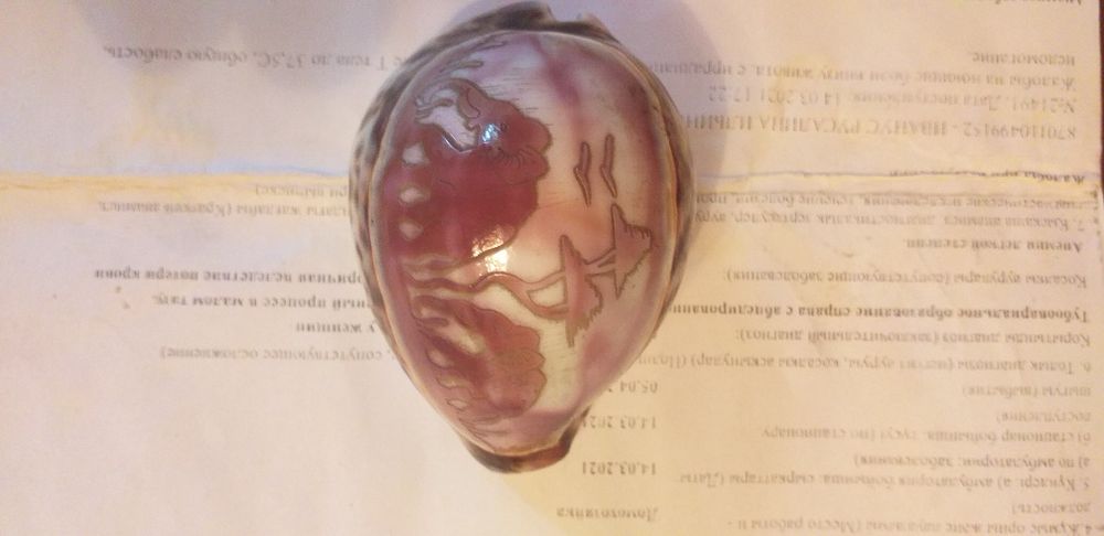 Сувенирная ракушка.