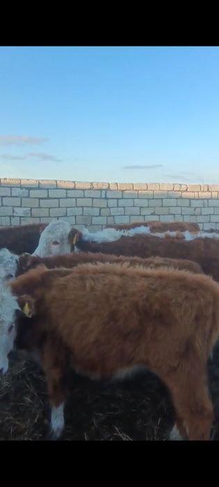 Баспақ қашарлар сатылады