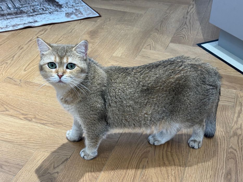 Золотая Шиншилла