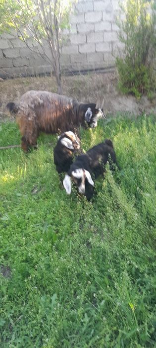 Onabacha egizaklar sotiladi