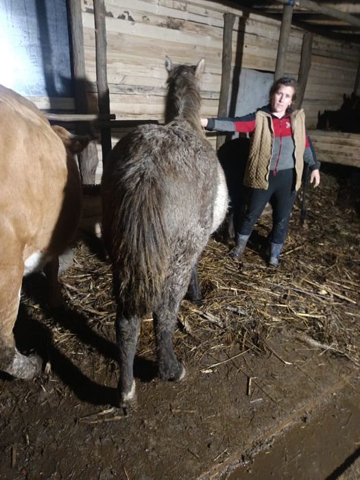 Vând mânză semigreu romanesc de 7 luni