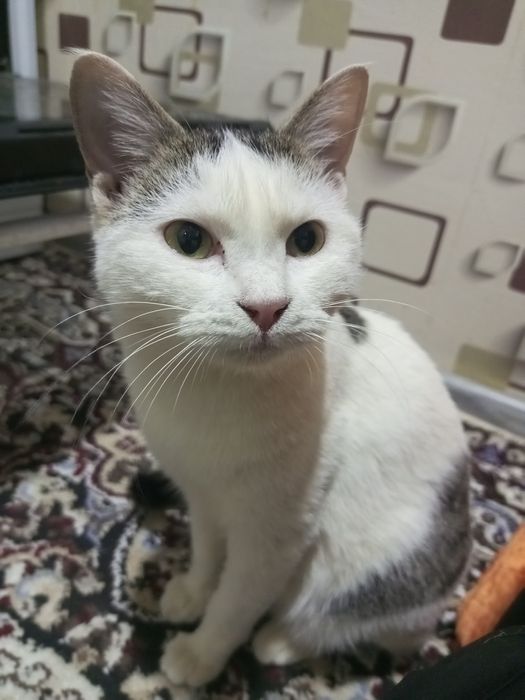 Отдадим только в добрые