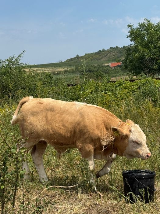 Viței rasa bălțata românească