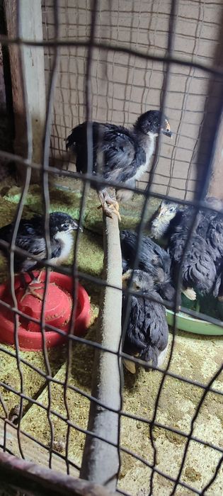 Андижон кора товух жужалари