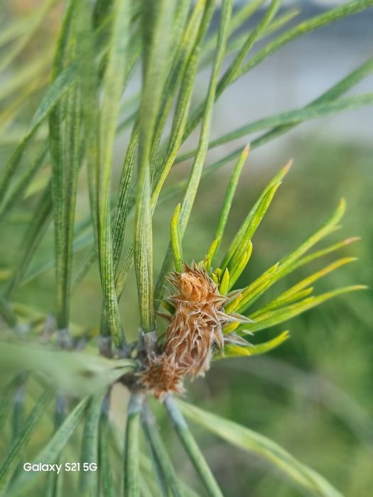 Galaxy S21 5G 128/8gb