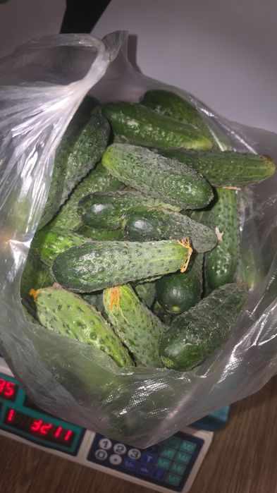 Продам огурцы свежие,с грядки