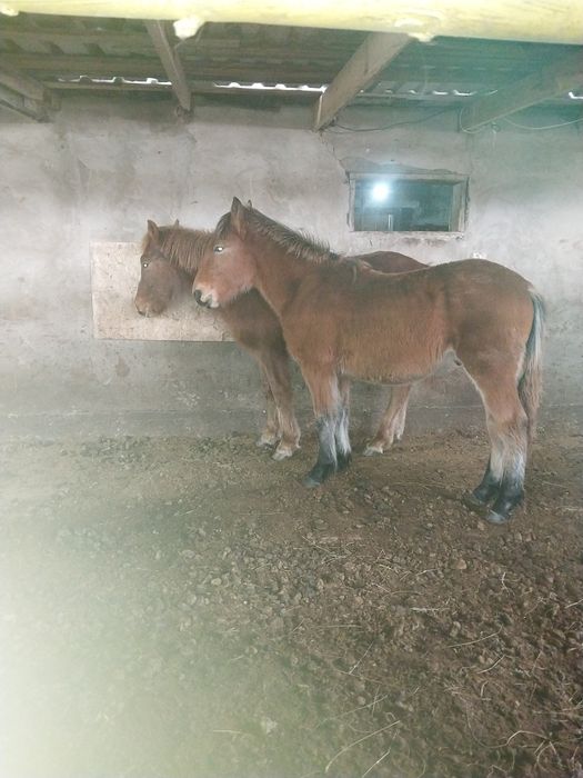 Полутяж Жабагы сатлат