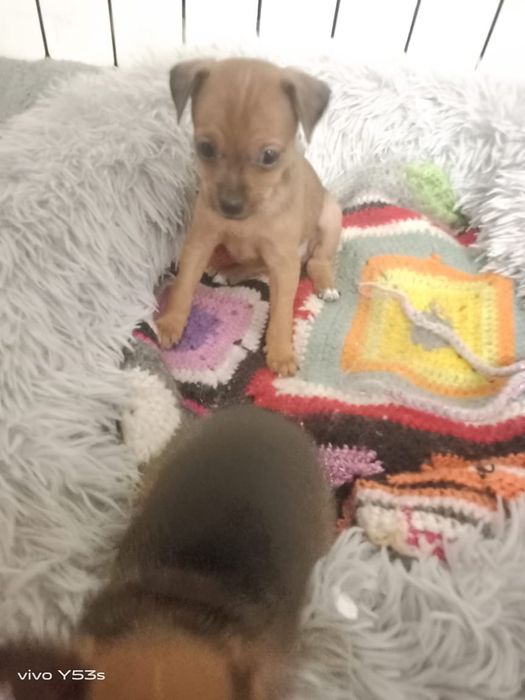 Продаём щенков мини тоя