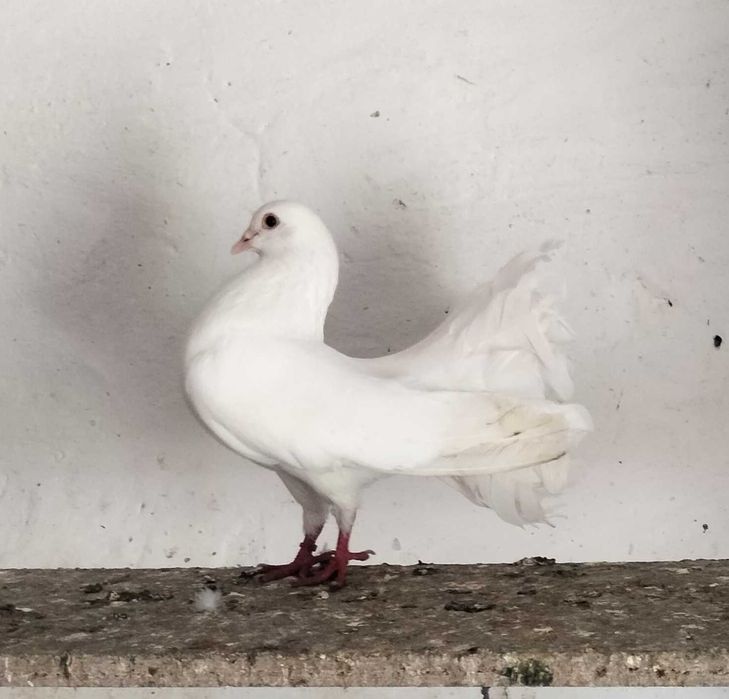 Голуби "павлины"