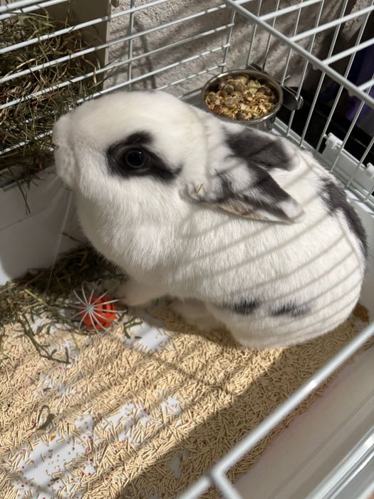 Декоративен заек