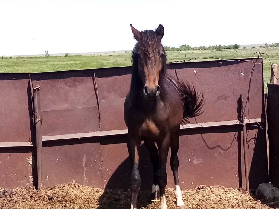 Жеребец крупный 2 года