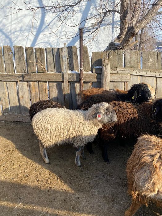 Продам токты  маржанбулак та тур