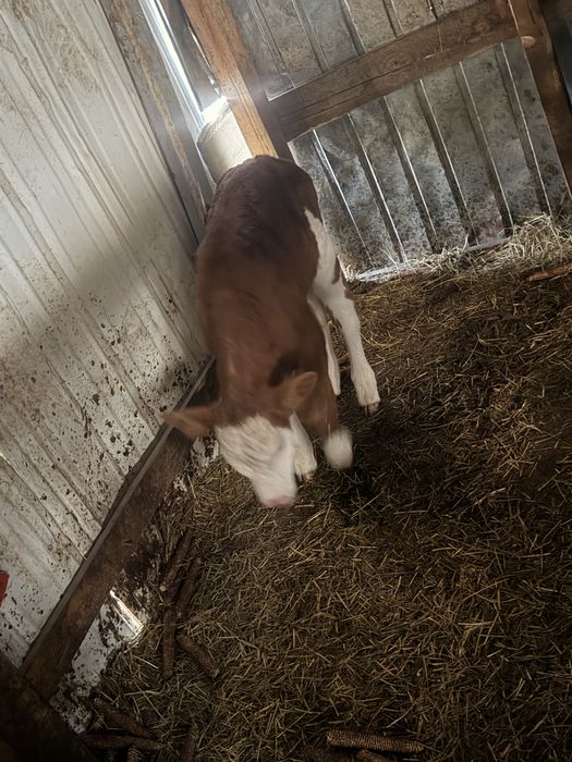 Vitelusa baltata romaneasca