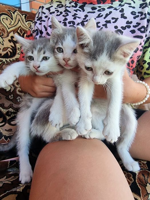 Отдам котят в добрые руки