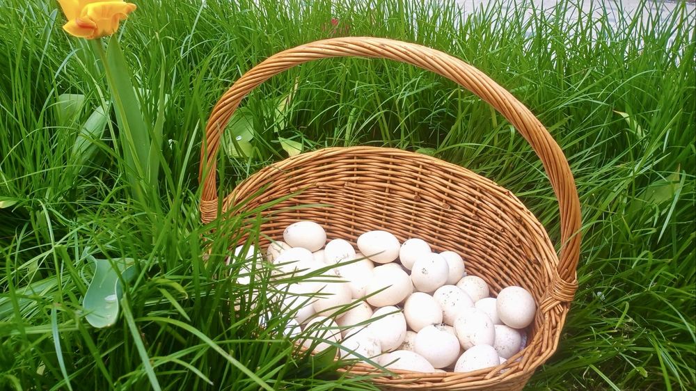 Oua de curca pentru incubat