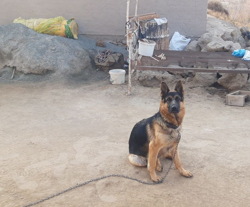 Немис кушиклери сатылады