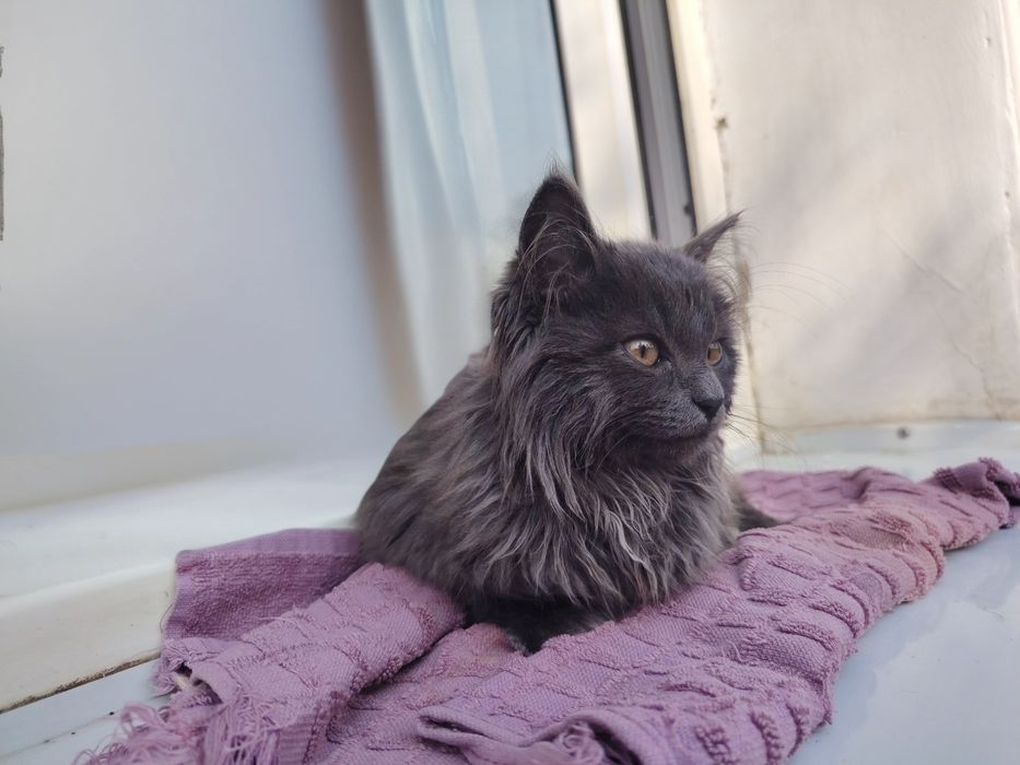 Британская кошка