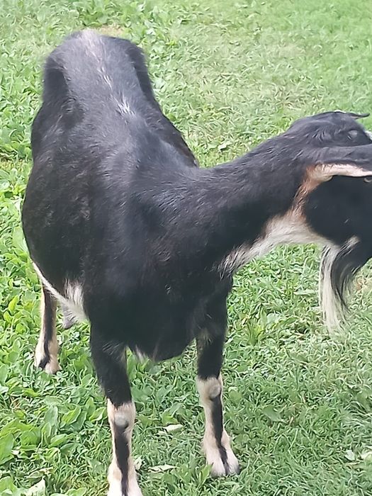 Vand capra buna de lapte