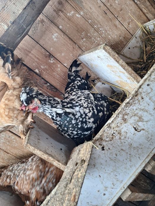 Disponibil ouă incubat găini moțate și colorate