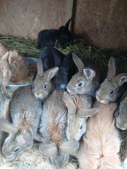 Iepuri diverse culori