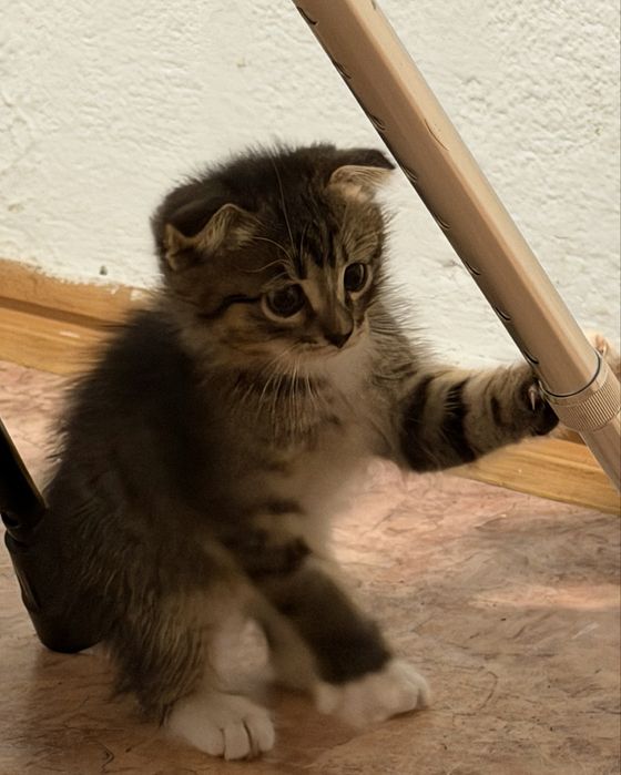 Ищем любящих хозяев для замечательных котят!