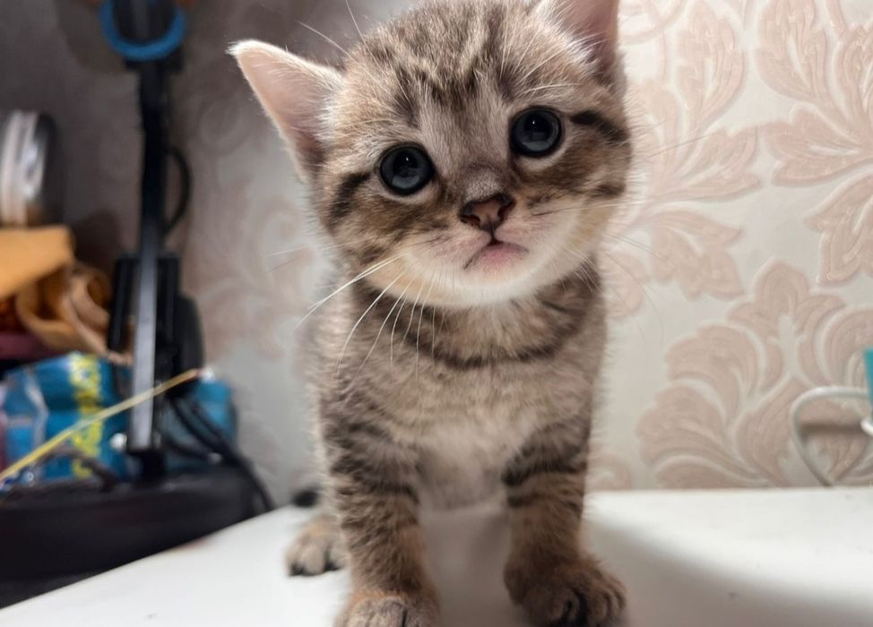 Британский котенок
