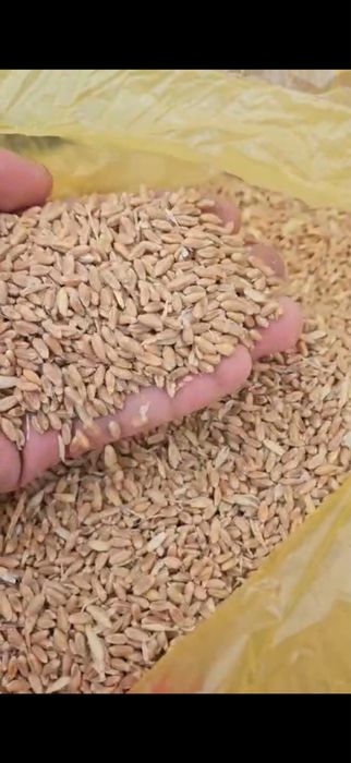 Пшеница Бидай россыпной Карагандыда