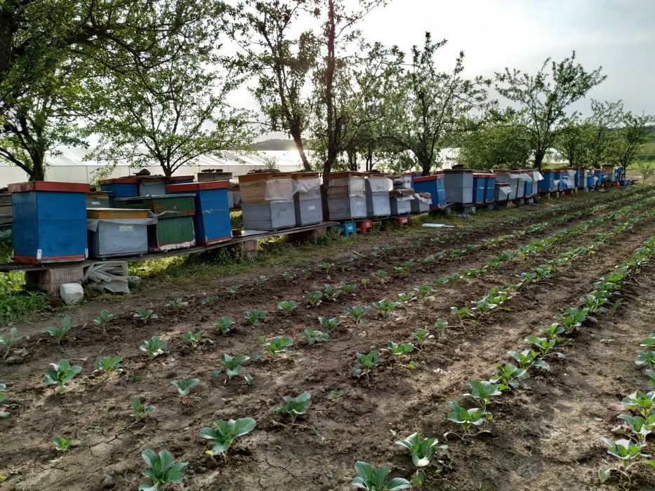 Vând familii de albine la alegere – 50 lei/rama