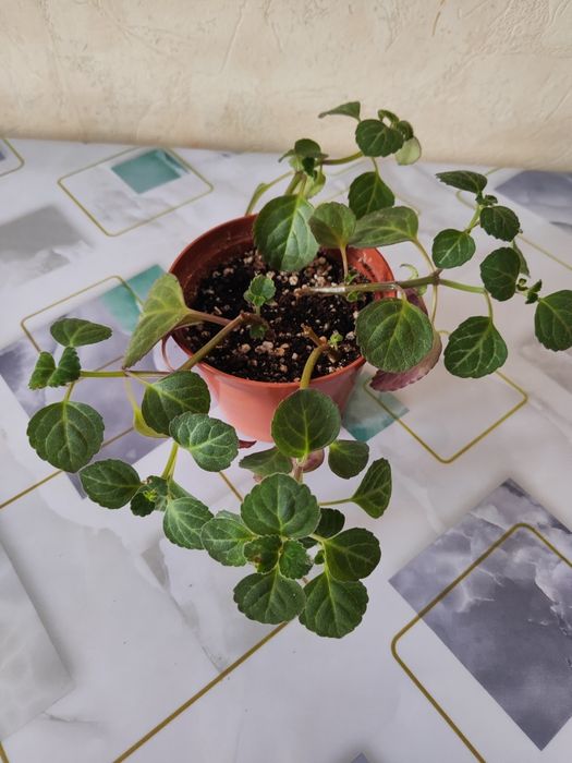 Комнатные растения, распродажа.