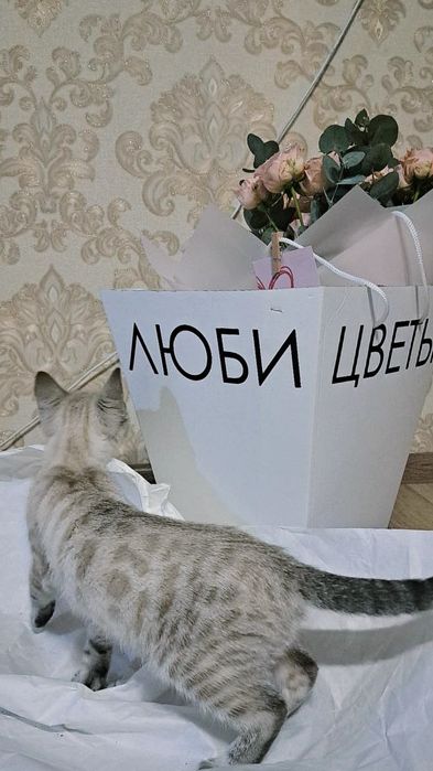 Бенгальские котята