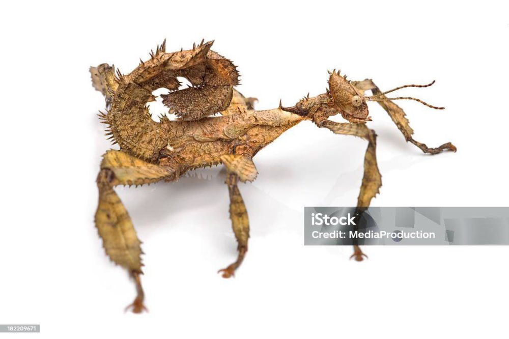 Палочники разных видов подробнее по теили телеграмм