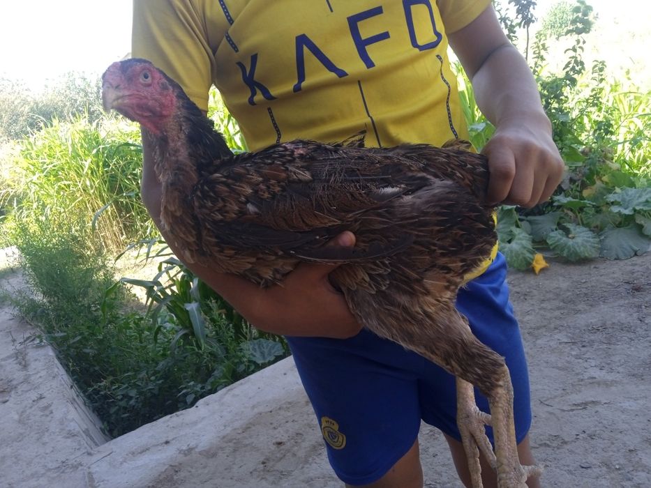 Tovuq va bolalari sotuvda