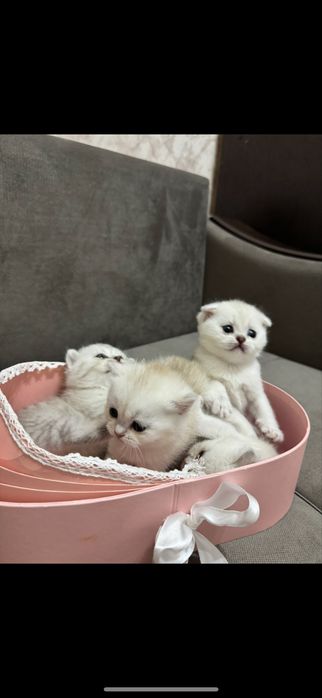 Британский шиншила котята