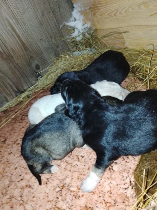 тазы күшік сатылады