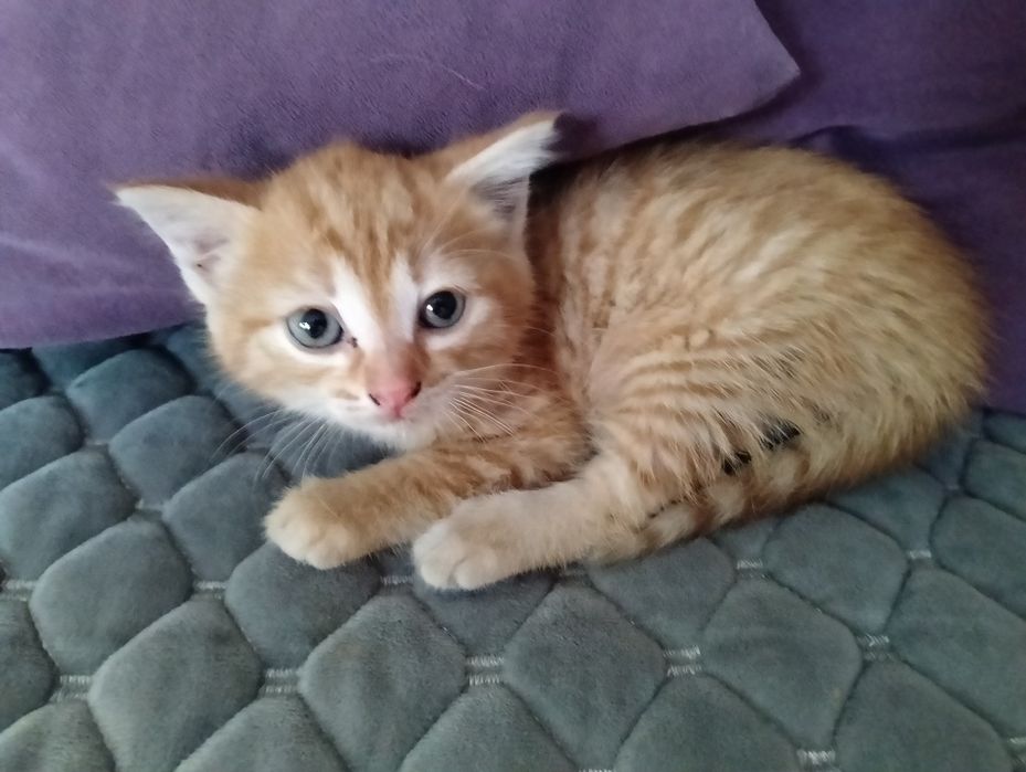 Отдам котенка в хорошие руки