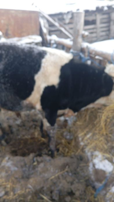 Продам быка на мясо