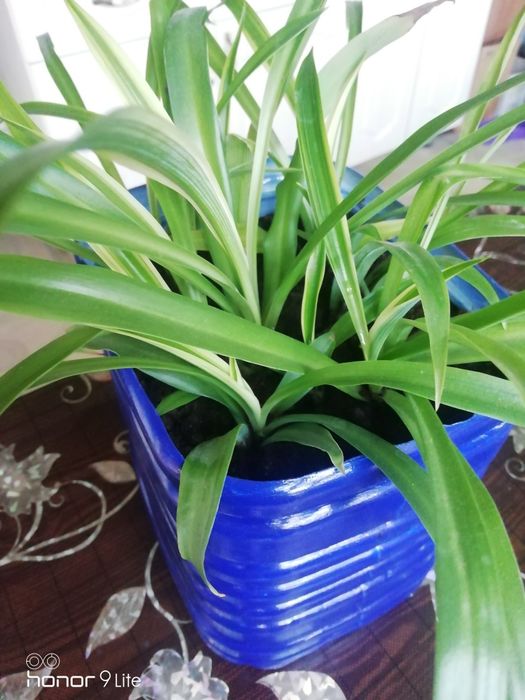 Продам цветы 2000т.