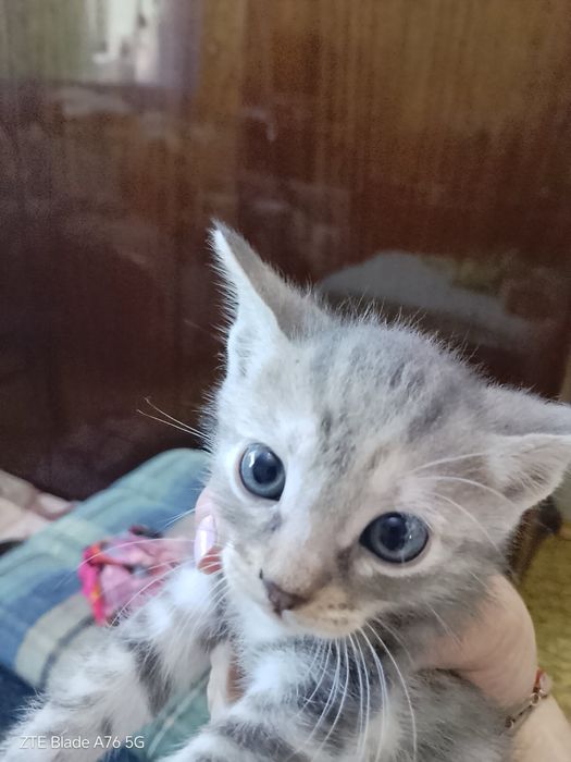 Подаряват се котета