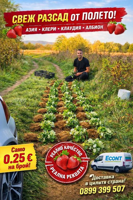 НЕВЕРОЯТЕН СВЕЖ РАЗСАД Ягоди и Малини от Произведител