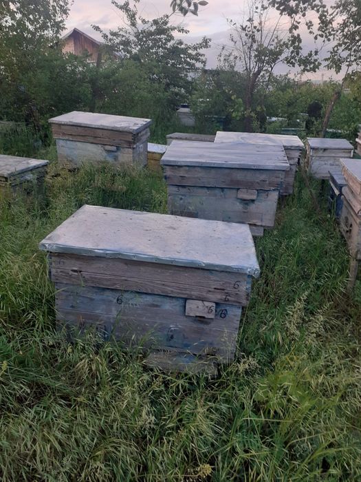 Vând stupi de albine cu tot cu familie de albine