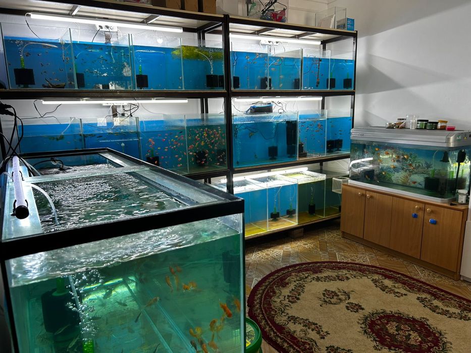 Аквариумные рыбки.