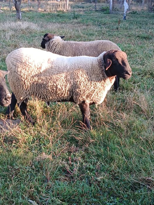 Berbecuț Suffolk original – 2 ani – ~120 kg