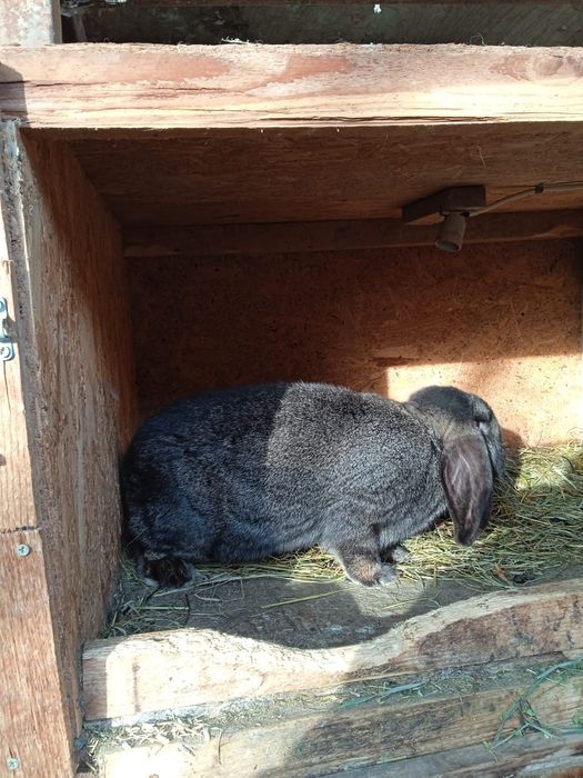 Iepuri berbec german pereche