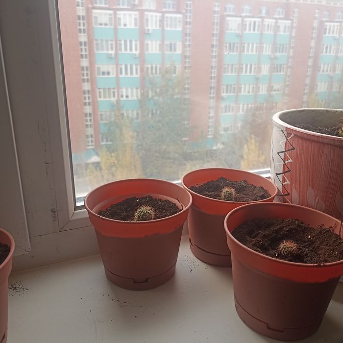 Продам кактусы домашние, маленькие, ещё растут