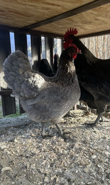 Ouă (găini din rasa Australorp)