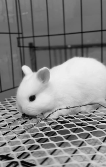 Декоротивный кролик