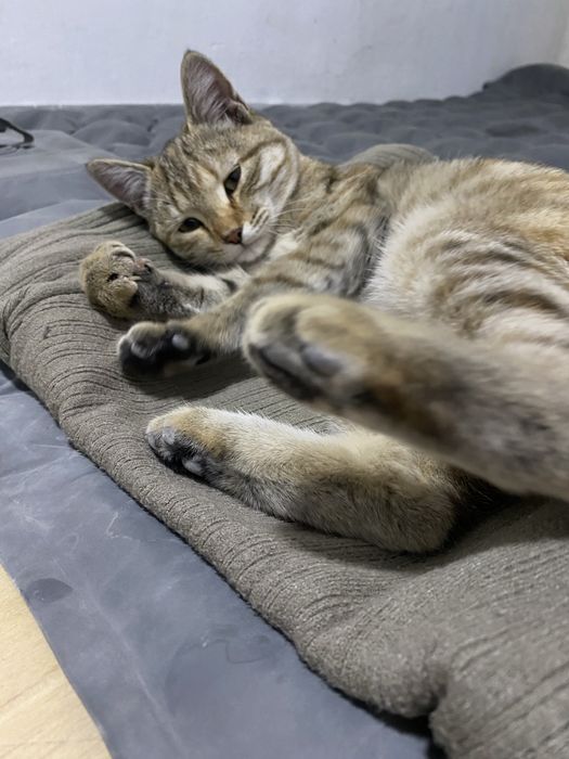Дарю котенка с приданым